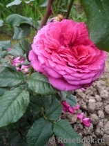 Johann Wolfgang von Goethe Rose®