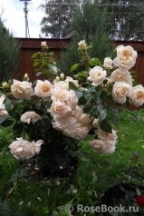 Lions Rose