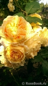 Crown Princess Margareta®