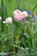 Abraham Darby