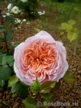 Abraham Darby