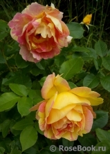 Rose des Cisterciens 