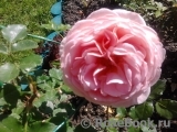 Abraham Darby