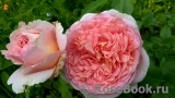 Abraham Darby