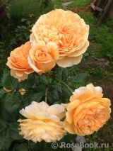 Crown Princess Margareta®