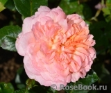 Rose de Cornouaille ®