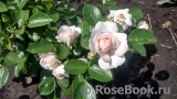 Aspirin Rose