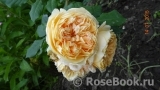 Crown Princess Margareta®