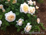 Crocus Rose® 