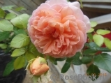 Abraham Darby