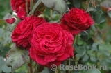 Rose des 4 Vents