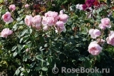 The Alnwick Rose