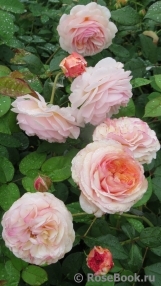 A Shropshire Lad