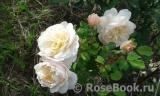 Crocus Rose® 