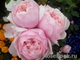 The Alnwick Rose