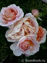 Abraham Darby