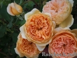 Crown Princess Margareta®