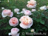 Abraham Darby