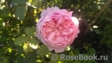 The Alnwick Rose