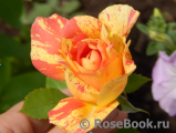 Rose des Cisterciens 