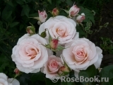 Soham Rose, The