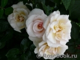 Soham Rose, The