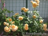 Crown Princess Margareta®