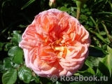 Abraham Darby