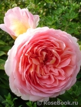 Abraham Darby