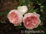 The Wedgwood Rose