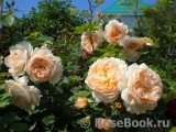 Crown Princess Margareta®