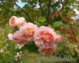 Abraham Darby