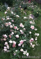 Abraham Darby