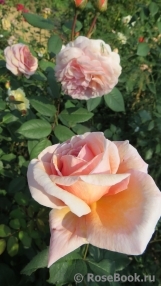 A Shropshire Lad