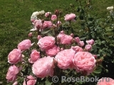 The Alnwick Rose