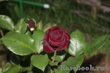 Black Baccara