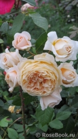 Crown Princess Margareta®