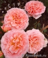 Abraham Darby