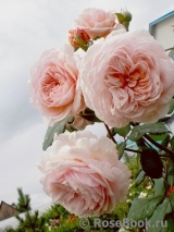 A Shropshire Lad