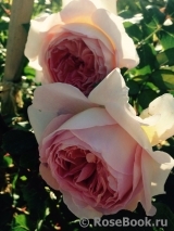 Abraham Darby