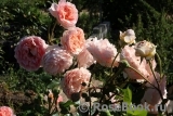 Abraham Darby