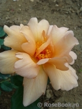 Julia's Rose