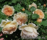 Crown Princess Margareta®