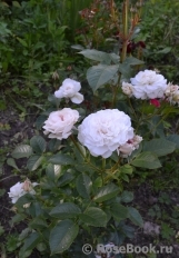 Great North Eastern Rose 