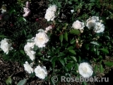 Aspirin Rose