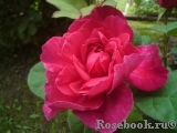 Sophy’s Rose 