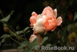 Ambridge Rose 