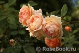 Crown Princess Margareta®