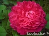 Sophy’s Rose 