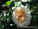 Crocus Rose® 